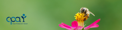  Bee_Flower_Banner.png